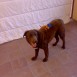 bogart